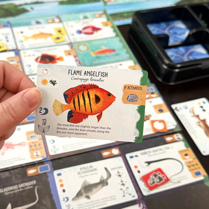 Finspan: Sharks and Reefs Expansion